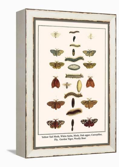 Yellow Tail Moth, White Satin, Moth, Oak Eggar, Caterpillar, Fly, Garden Tiger, Woolly Bear-Albertus Seba-Framed Stretched Canvas