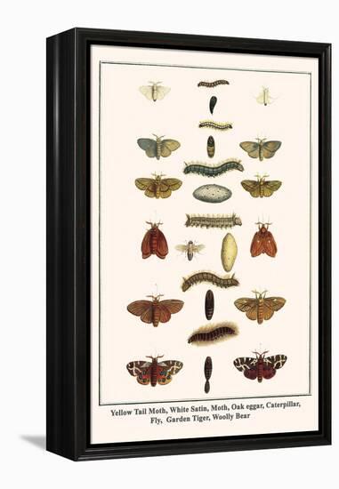 Yellow Tail Moth, White Satin, Moth, Oak Eggar, Caterpillar, Fly, Garden Tiger, Woolly Bear-Albertus Seba-Framed Stretched Canvas