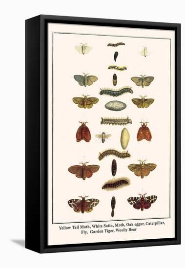 Yellow Tail Moth, White Satin, Moth, Oak Eggar, Caterpillar, Fly, Garden Tiger, Woolly Bear-Albertus Seba-Framed Stretched Canvas