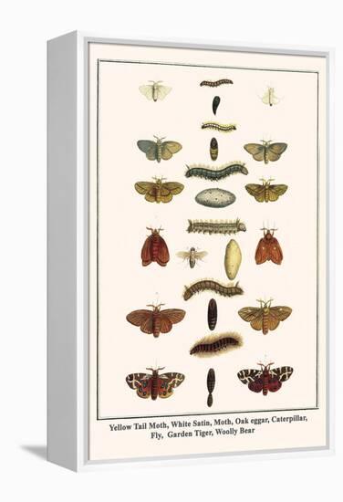 Yellow Tail Moth, White Satin, Moth, Oak Eggar, Caterpillar, Fly, Garden Tiger, Woolly Bear-Albertus Seba-Framed Stretched Canvas