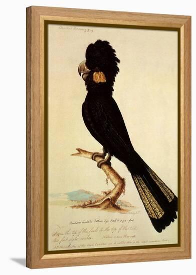 Yellow-Tailed Black Cockatoo, Calyptorhynchus Funereus-Thomas Watling-Framed Premier Image Canvas