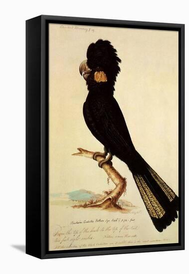 Yellow-Tailed Black Cockatoo, Calyptorhynchus Funereus-Thomas Watling-Framed Premier Image Canvas