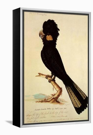 Yellow-Tailed Black Cockatoo, Calyptorhynchus Funereus-Thomas Watling-Framed Premier Image Canvas