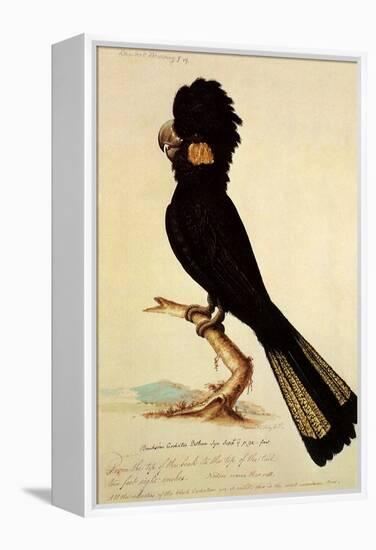 Yellow-Tailed Black Cockatoo, Calyptorhynchus Funereus-Thomas Watling-Framed Premier Image Canvas