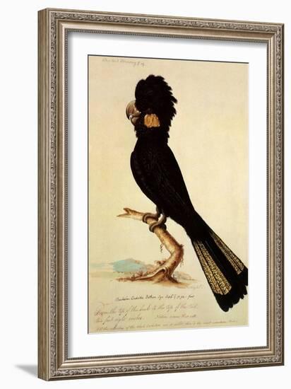 Yellow-Tailed Black Cockatoo, Calyptorhynchus Funereus-Thomas Watling-Framed Giclee Print