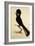 Yellow-Tailed Black Cockatoo, Calyptorhynchus Funereus-Thomas Watling-Framed Giclee Print