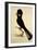Yellow-Tailed Black Cockatoo, Calyptorhynchus Funereus-Thomas Watling-Framed Giclee Print
