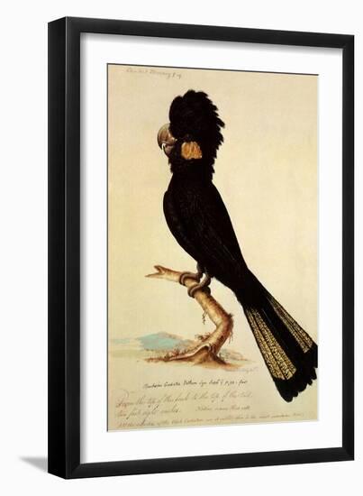 Yellow-Tailed Black Cockatoo, Calyptorhynchus Funereus-Thomas Watling-Framed Giclee Print