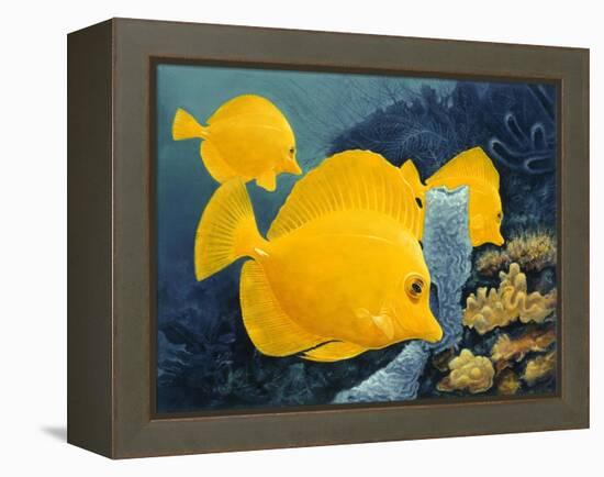 Yellow Tangs-Durwood Coffey-Framed Premier Image Canvas