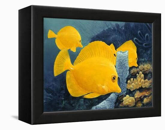 Yellow Tangs-Durwood Coffey-Framed Premier Image Canvas