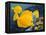 Yellow Tangs-Durwood Coffey-Framed Premier Image Canvas