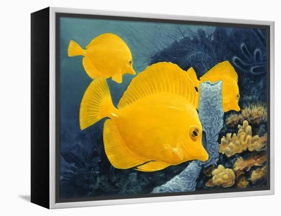 Yellow Tangs-Durwood Coffey-Framed Premier Image Canvas