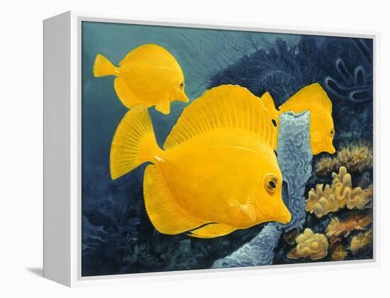 Yellow Tangs-Durwood Coffey-Framed Premier Image Canvas