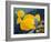 Yellow Tangs-Durwood Coffey-Framed Giclee Print