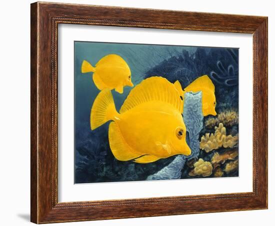 Yellow Tangs-Durwood Coffey-Framed Giclee Print