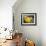 Yellow Tangs-Durwood Coffey-Framed Giclee Print displayed on a wall