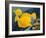 Yellow Tangs-Durwood Coffey-Framed Giclee Print