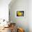 Yellow Tangs-Durwood Coffey-Framed Giclee Print displayed on a wall