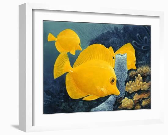 Yellow Tangs-Durwood Coffey-Framed Giclee Print