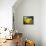 Yellow Tangs-Durwood Coffey-Mounted Giclee Print displayed on a wall