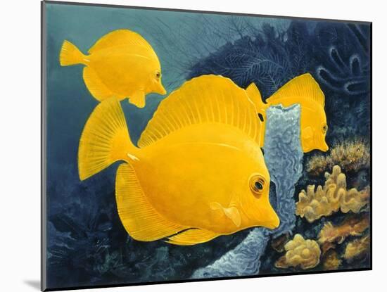 Yellow Tangs-Durwood Coffey-Mounted Giclee Print