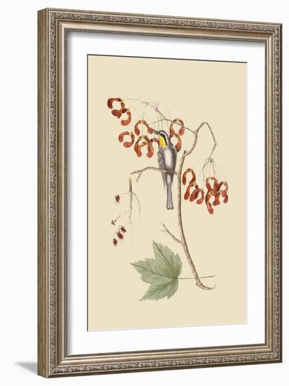 Yellow Throated Creeper-Mark Catesby-Framed Art Print