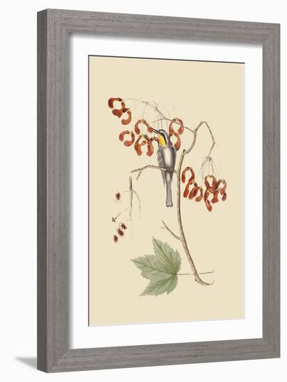 Yellow Throated Creeper-Mark Catesby-Framed Art Print