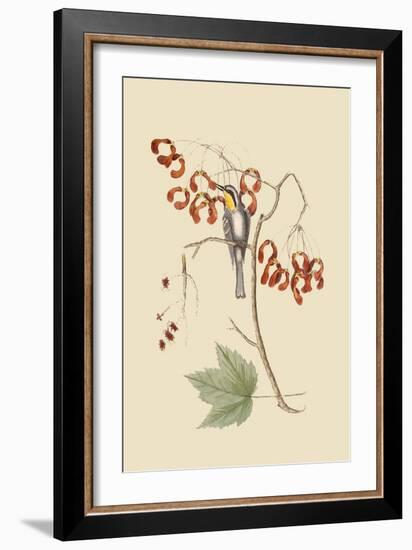 Yellow Throated Creeper-Mark Catesby-Framed Art Print