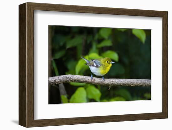 Yellow-throated Vireo (Vireo flavifrons) perched-Larry Ditto-Framed Photographic Print