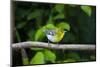 Yellow-throated Vireo (Vireo flavifrons) perched-Larry Ditto-Mounted Photographic Print