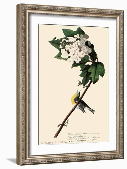 Yellow-Throated Vireo-John James Audubon-Framed Giclee Print