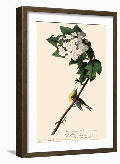 Yellow-Throated Vireo-John James Audubon-Framed Giclee Print