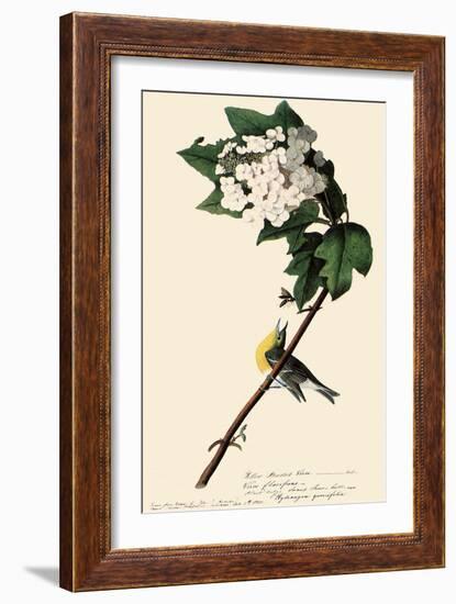 Yellow-Throated Vireo-John James Audubon-Framed Giclee Print