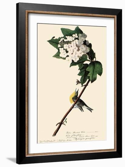 Yellow-Throated Vireo-John James Audubon-Framed Giclee Print