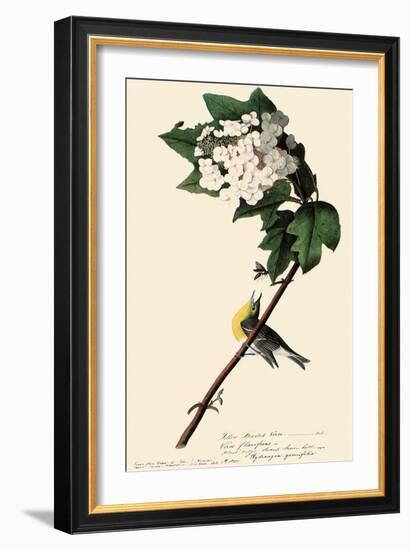 Yellow-Throated Vireo-John James Audubon-Framed Giclee Print