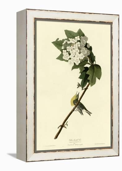 Yellow Throated Vireo-null-Framed Premier Image Canvas