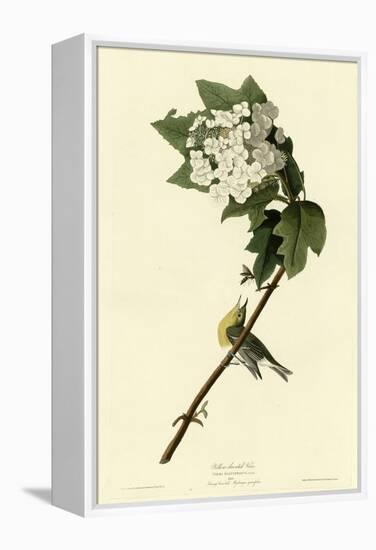 Yellow Throated Vireo-null-Framed Premier Image Canvas