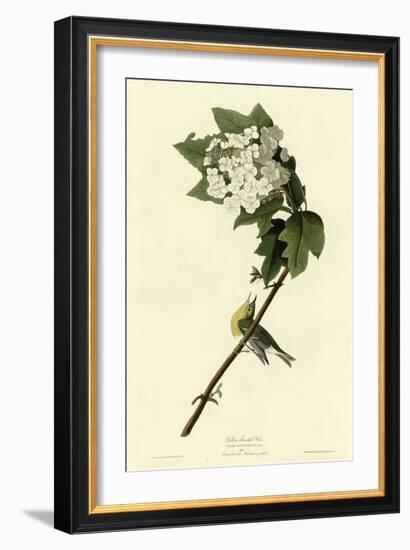 Yellow Throated Vireo-null-Framed Giclee Print