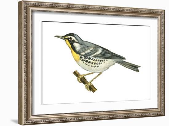 Yellow-Throated Warbler (Dendroica Dominica), Birds-Encyclopaedia Britannica-Framed Art Print