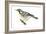 Yellow-Throated Warbler (Dendroica Dominica), Birds-Encyclopaedia Britannica-Framed Art Print
