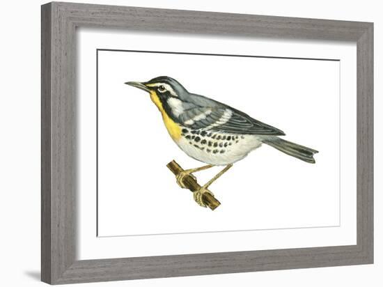 Yellow-Throated Warbler (Dendroica Dominica), Birds-Encyclopaedia Britannica-Framed Art Print