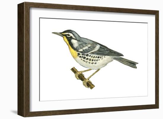 Yellow-Throated Warbler (Dendroica Dominica), Birds-Encyclopaedia Britannica-Framed Art Print