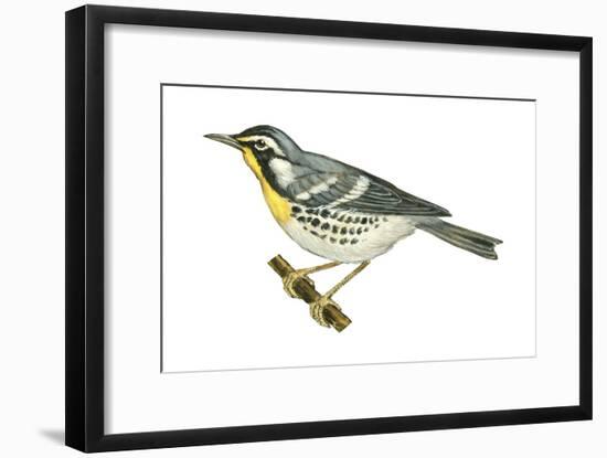 Yellow-Throated Warbler (Dendroica Dominica), Birds-Encyclopaedia Britannica-Framed Art Print