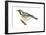 Yellow-Throated Warbler (Dendroica Dominica), Birds-Encyclopaedia Britannica-Framed Art Print