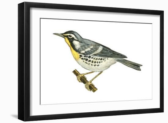 Yellow-Throated Warbler (Dendroica Dominica), Birds-Encyclopaedia Britannica-Framed Art Print