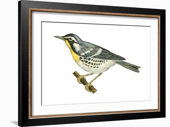 Yellow-Throated Warbler (Dendroica Dominica), Birds-Encyclopaedia Britannica-Framed Art Print