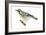 Yellow-Throated Warbler (Dendroica Dominica), Birds-Encyclopaedia Britannica-Framed Art Print