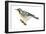 Yellow-Throated Warbler (Dendroica Dominica), Birds-Encyclopaedia Britannica-Framed Art Print