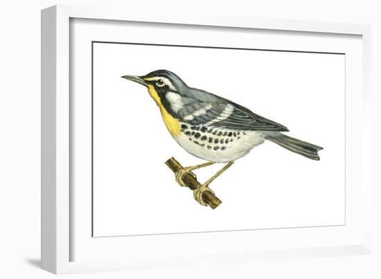 Yellow-Throated Warbler (Dendroica Dominica), Birds-Encyclopaedia Britannica-Framed Art Print