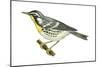 Yellow-Throated Warbler (Dendroica Dominica), Birds-Encyclopaedia Britannica-Mounted Art Print